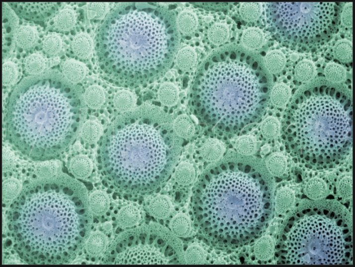 endoskeleton_Fahrenbach