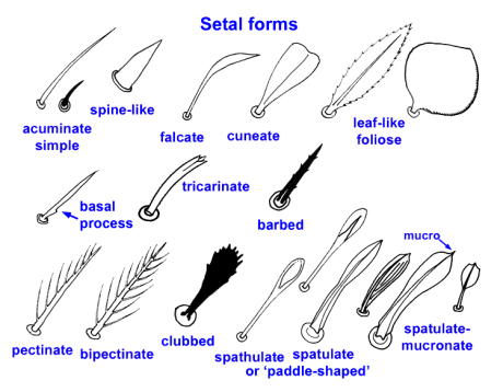 setal_forms