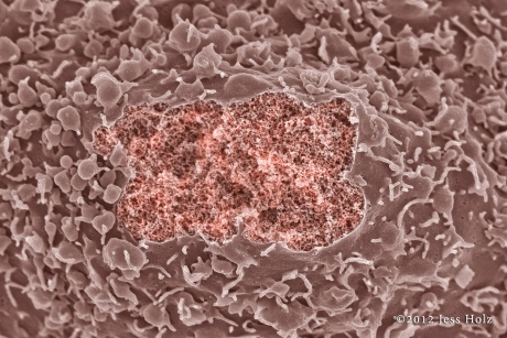 CHO_cytoplasm_window